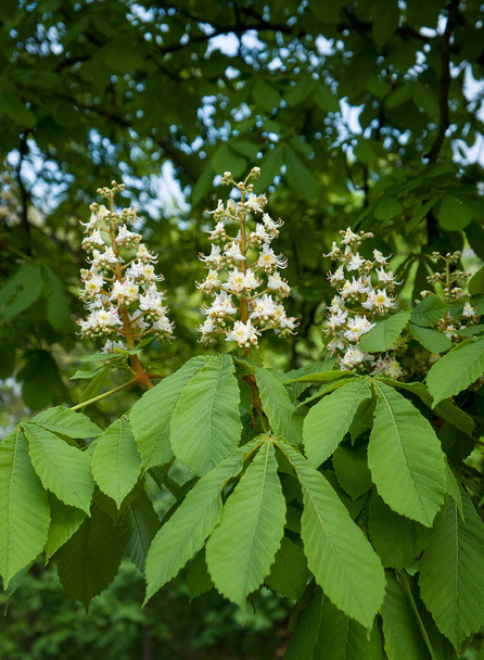 close up of a blooming bush of white chestnut tree in bloom in spring - Fotó, kép