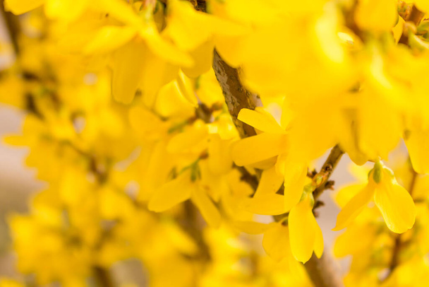 Flores de acacia. Flores amarillas de primavera. Fondo soleado. Concepto de primavera. Naturaleza floreciente. Belleza en la naturaleza. Flores doradas. Color amarillo vibrante. - Foto, imagen