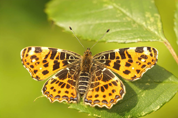 Closeup on a Map butterfly, Araschnia levana , sitting with open wings in the field - Photo, Image