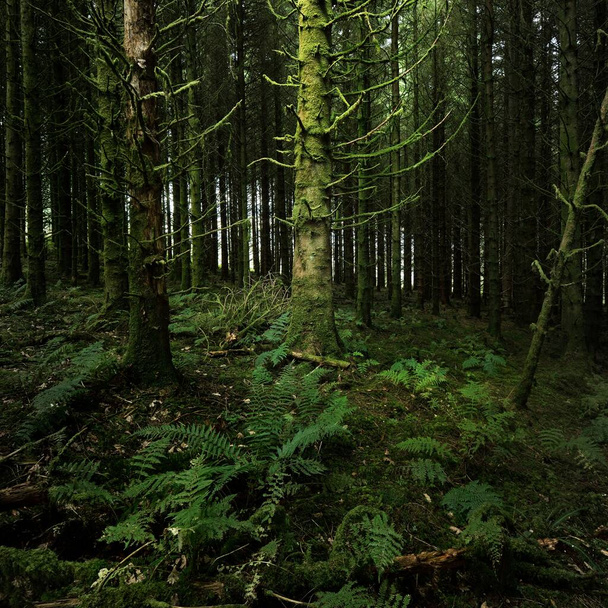 Dunkle Waldszene. Alte moosbewachsene Tannen und Farnblätter in Großaufnahme, Baumstämme im Hintergrund. Ardrishaig, Loch Fyne, Crinan Canal, Argyll und Bute, Schottland, Großbritannien - Foto, Bild