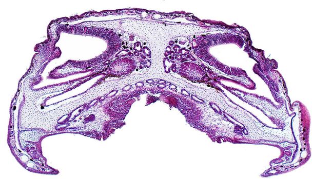 Cross section of the head marsh frog (Pelophylax ridibundus). Nasal cavity and the vomeronasal organ. Hematoxylin and eosin stain (H&E). - Foto, imagen
