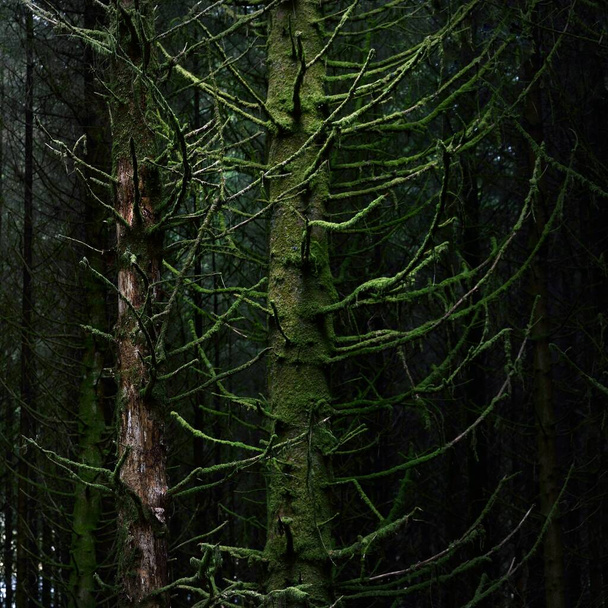Old mossy fir trees and fern leaves close-up, tree trunks in the background. Dark forest scene. Ardrishaig,  Loch Fyne, Crinan Canal, Argyll and Bute, Scotland, UK - Φωτογραφία, εικόνα