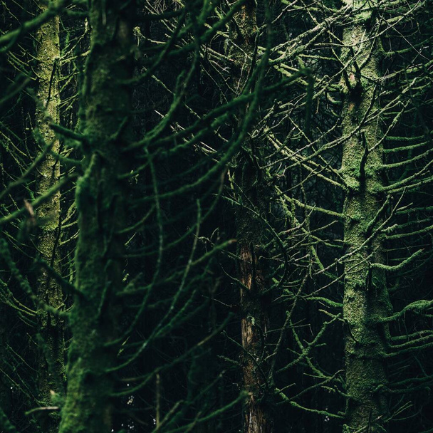 Αειθαλές κωνοφόρο δάσος σε ένα μικρό χωριό Ardrishaig. Κοντινά δένδρα. Loch Fyne, Crinan canal, Argyll and Bute, Σκωτία, Ηνωμένο Βασίλειο. Σκοτεινό μυστηριώδες τοπίο. Οικολογία, προστασία του περιβάλλοντος - Φωτογραφία, εικόνα