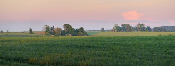 Vue panoramique du champ agricole vert labouré au coucher du soleil. Scène rurale estivale idyllique. Nature, écologie, agriculture et industrie alimentaire, écotourisme, endroits reculés - Photo, image
