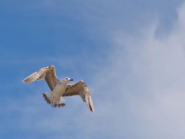 Juvenile yellow-legged Gull (Larus michahellis) in flight seen from belove,in the Camargue, a natural region located south of Arles, France, between the Mediterranean Sea and the two arms of the Rhne delta. - 写真・画像