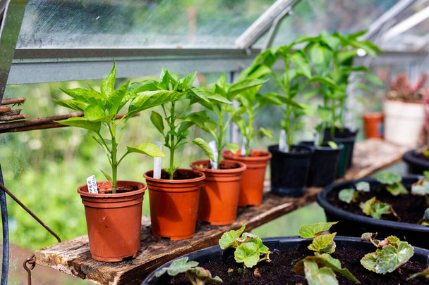 Potted peppers and chilli peppers growing at home in a green house. Home grown, organic, self sufficient, healthy living, healthy diet concept - Фото, изображение
