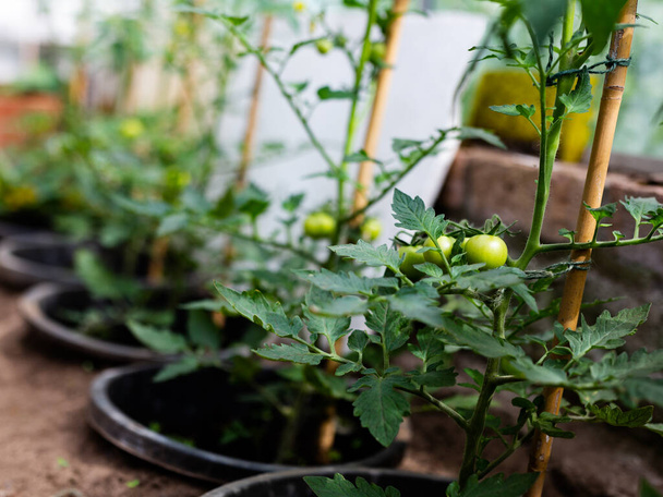 Potted tomato plants growing at home in a greenhouse. Home grown, organic, self sufficient, healthy living concept - Photo, Image