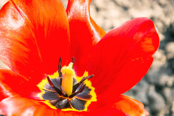 Beautiful red tulip close up. Flower in the garden. Red tulip - 写真・画像