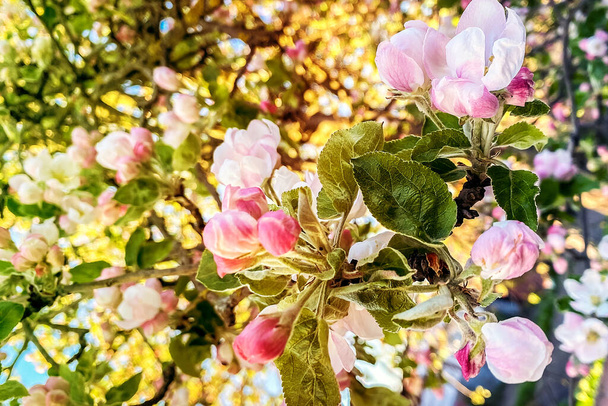 Bright tree branch in flowers. Flowering tree outdoors. Tree in warm weather - Foto, Bild