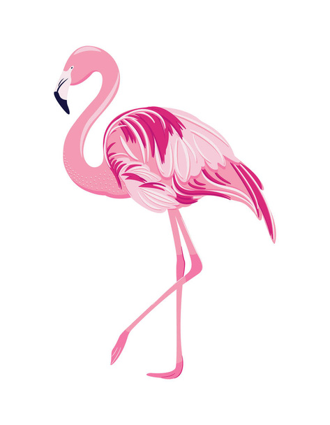 Pink flamingo isolated on white background. - Vector, Image