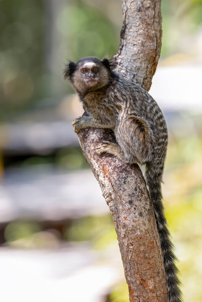 The monkey on the tree. The Black-tufted marmoset also know as Mico-estrela or sagui is a typical monkey from central Brazil. Species Callithrix penicillata. Animal lover. Wildlife. - Photo, image
