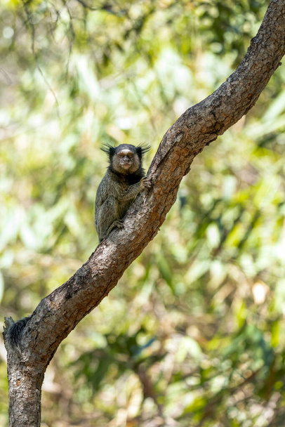 The monkey on the tree. The Black-tufted marmoset also know as Mico-estrela or sagui is a typical monkey from central Brazil. Species Callithrix penicillata. Animal lover. Wildlife. - 写真・画像