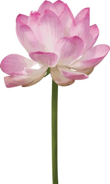 Resumen de flor de loto rosa sobre fondo blanco. - Foto, Imagen