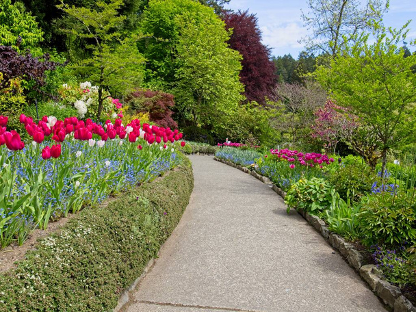 İlkbaharda açan yemyeşil bahçe laleler, çiçek tarlaları ve çimlerle - Fotoğraf, Görsel