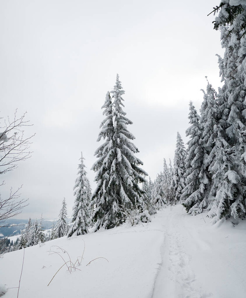 Montagnes des Carpates, Ukraine. Arbres couverts de givre et de neige dans les montagnes d'hiver - Noël fond neigeux - Photo, image