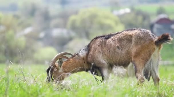 Krajowa koza mleczna z długą brodą i rogami wypasanymi na zielonych pastwiskach w letni dzień. Karmienie bydła pastwiskami rolniczymi - Materiał filmowy, wideo