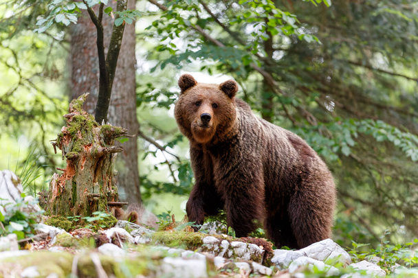 Καφέ αρκούδα - στενή επαφή με μια άγρια καφέ αρκούδα τρώει στο δάσος και τα βουνά της περιοχής Notranjska στη Σλοβενία - Φωτογραφία, εικόνα