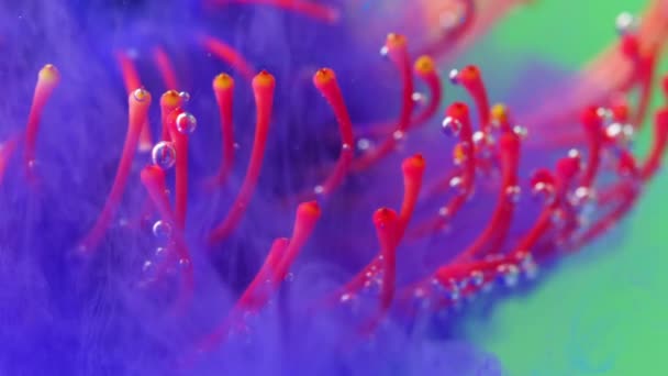  Bright shooting in macro photography.Stock footage. Transparent water in which the flower is entangled and opens there. - Footage, Video