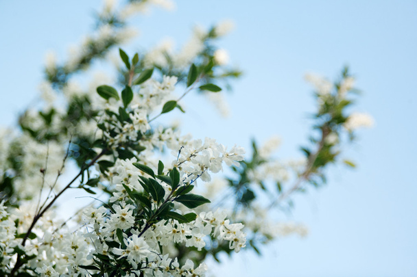 White flowers - Foto, Bild
