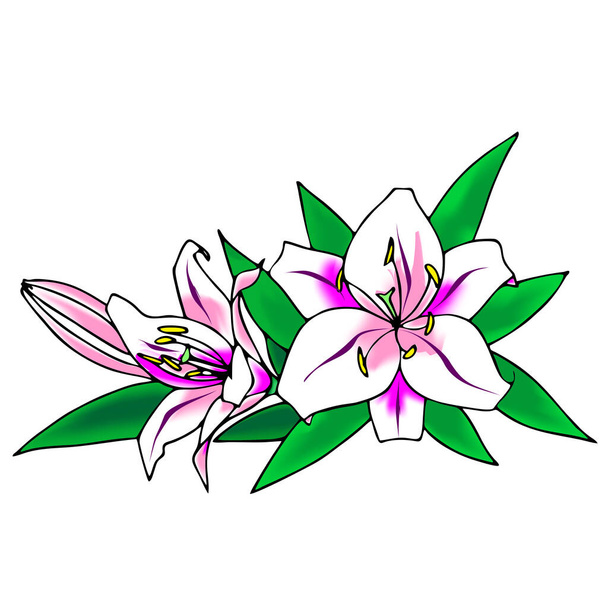 bouquet of bright white lily flowers on a white background, color graphic drawing, design, art - Wektor, obraz