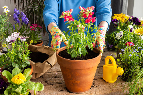 Frau verpflanzt eine Blume Antirrhinum - Foto, Bild