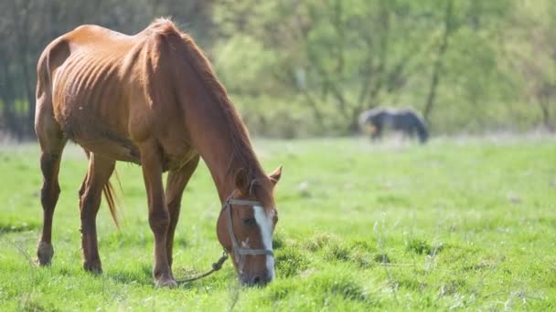 Cavallo di castagno sottile che mangia erba mentre pascola nei pascoli dell'azienda agricola - Filmati, video