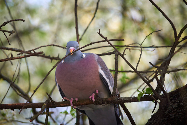 big bird ringdove sits on a branch and holds a twig in its beak - Foto, imagen