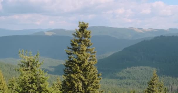 Panorama van de Karpaten, bedekt met sparren en dennen. Witte wolken raken de toppen van de bergen. Prachtige bosheuvels. Overdag, zomer voorjaar, Oekraïne, Europa. - Video