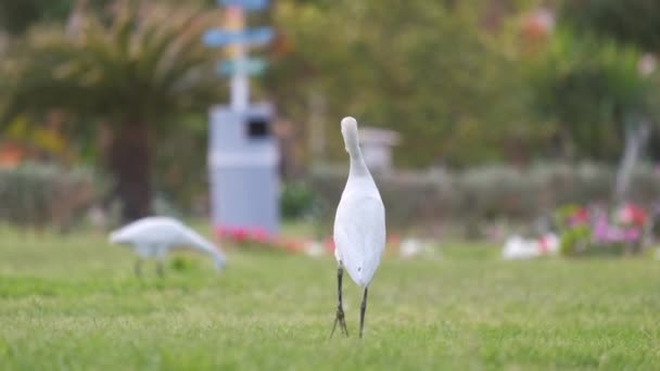 Fehér szarvasmarha tojás vadon élő madár, más néven Bubulcus ibis, séta a zöld gyepen a szálloda udvarán nyáron - Felvétel, videó