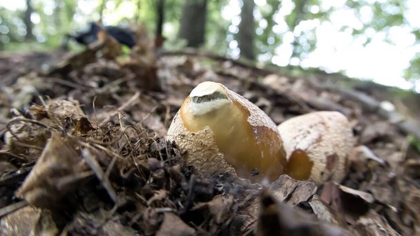 Early stage of the fungus Phallus impudicus in a deciduous forest. Known as the usual smelly mushroom. Edible mushroom is used for medicinal purposes - Φωτογραφία, εικόνα