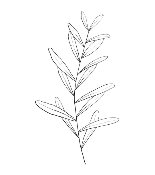 Esboço botânico ramo floral, folhas. Desenho a lápis abstrato floral desenhado à mão - Foto, Imagem