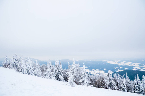 Karpaten, Ukraine. Schöne Winterlandschaft. Der Wald ist mit Schnee bedeckt. - Foto, Bild