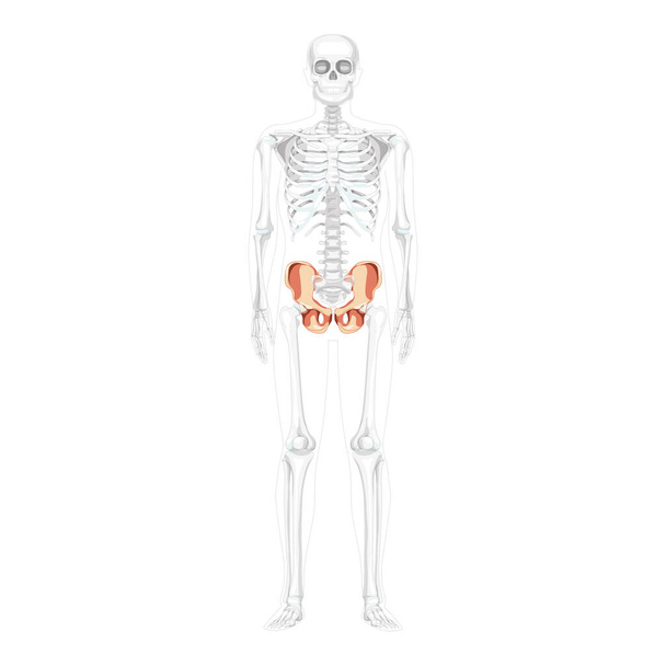 Esqueleto Pelvis cadera Hueso Frente humano Vista ventral anterior con posición ósea parcialmente transparente. Plano realista 3D - Vector, imagen