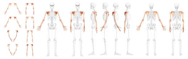 Set of Skeleton upper limb Arms with Shoulder girdle Human front back side view with partly transparent bones position - Vector, imagen