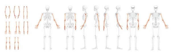 Set of Skeleton Arms Human front back side view with partly transparent bones position. Hands, forearms realistic flat - ベクター画像