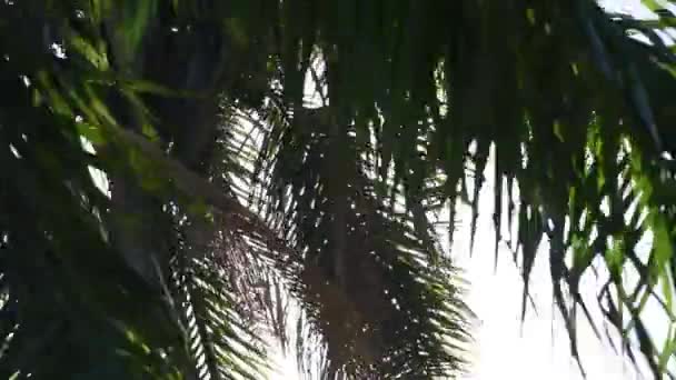 無限の青い背景にジェリブヤシの木(シアグラスロマゾフィアナ) - 映像、動画