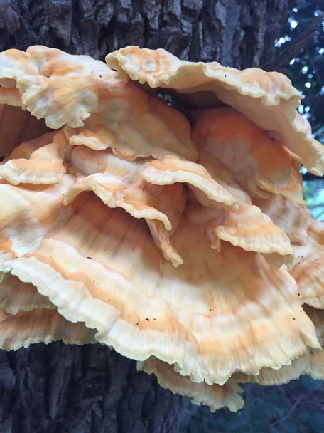 Nahaufnahme eines Pilzes auf der Rinde eines Baumes - Foto, Bild