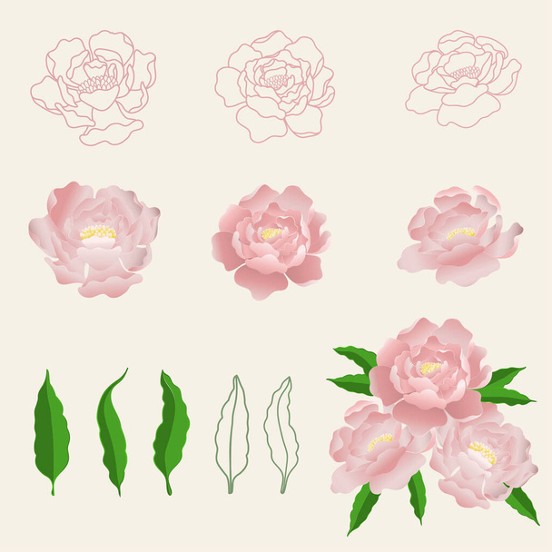 Pink Peony flower vector illustration set isolated on beige color background - Vettoriali, immagini
