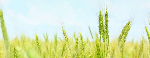 Grüne Weizenstacheln im Feld an sonnigem Tag - Foto, Bild
