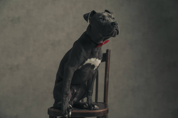 American Staffordshire Terrier koira katsoo ylös omistajaansa, toivoen herkullista luuta ja istuu harmaata tapettia vasten. - Valokuva, kuva
