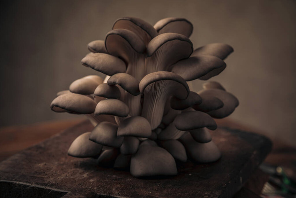 cogumelos saborosos em cima da tábua de cortar como ingrediente natural para um menu vegan em um quadro rústico - Foto, Imagem