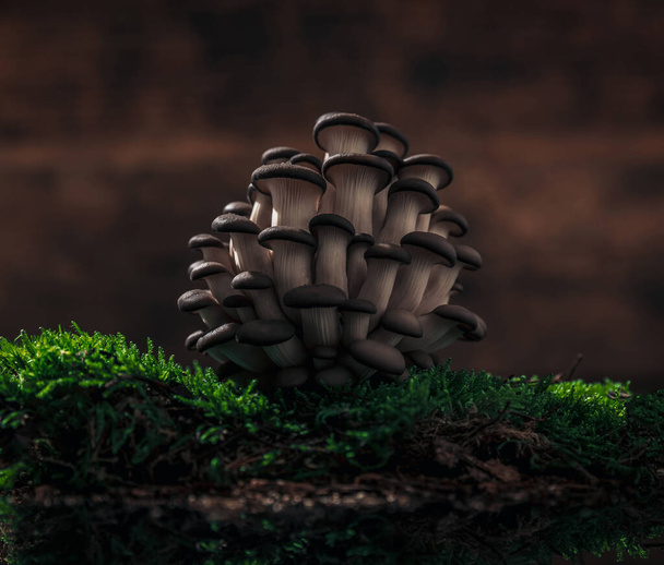 cogumelos no centro das atenções em um quadro rural, no musgo superior ou terrestre e contra o fundo de madeira - Foto, Imagem