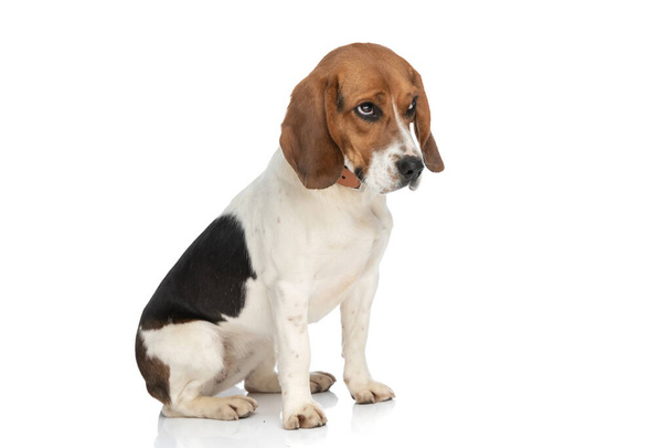 aranyos kis beagle kutya néz szerény szemekkel valaki, aki lenéz a szegény kutyus - Fotó, kép