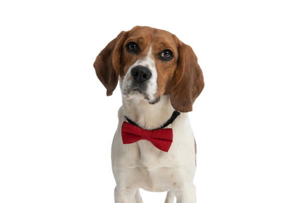 beautiful beagle dog looking away and thinking where he buried a bone and wearing a red bowtie  - Fotó, kép