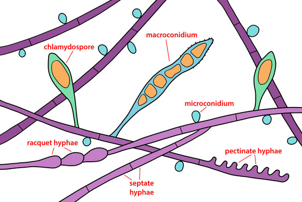 Struttura dei funghi microscopici Microsporum audouinii, illustrazione. Dermatofito fungo antropofilo, provoca infezioni del cuoio capelluto (tinea capitis), della pelle corporea (tinea corporis) principalmente nei bambini - Foto, immagini