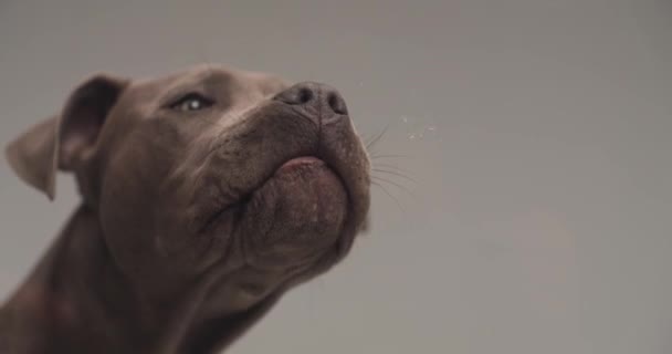 suloinen amerikkalainen Staffordshire Terrier koira kääntää päänsä sivulle ja nuolee lasia harmaata studiotaustaa vasten - Materiaali, video