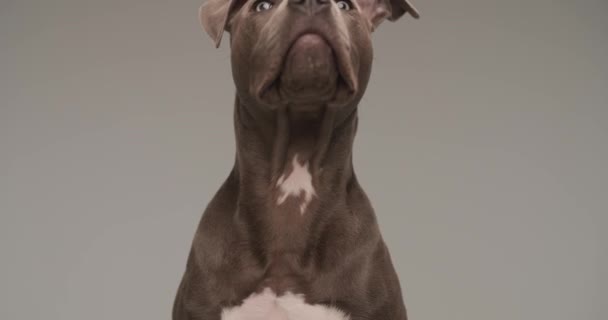 little American Staffordshire Terrier dog is looking around and above him, having no clue what's going on against gray studio background - Metraje, vídeo