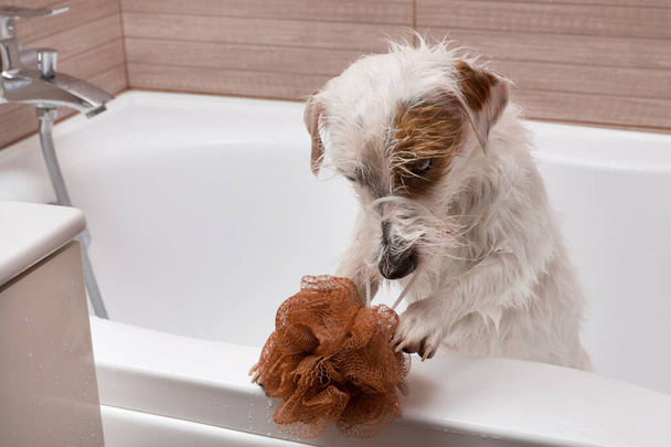animal hygiene concept, wet jack russell puppy in bathtub with washcloth, dog bathing - Фото, изображение