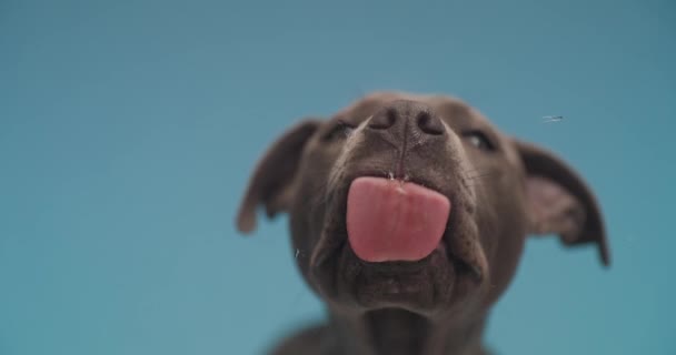 doce americano Staffordshire Terrier cão está lambendo o vidro na frente dele contra azul estúdio fundo - Filmagem, Vídeo