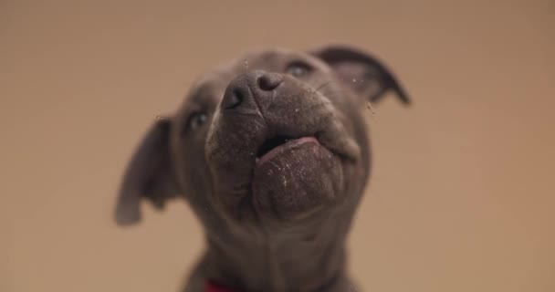 schattig Amerikaans Staffordshire Terrier hond likt een glas tegen oranje studio achtergrond - Video